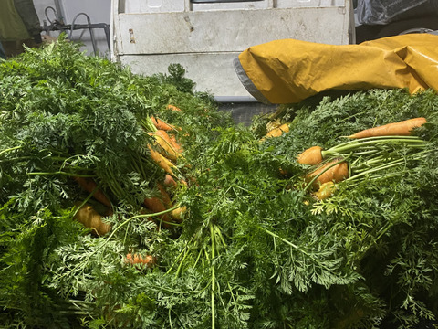 感動するほど甘い福井市特産「きゃろふく」ニンジン9Kg