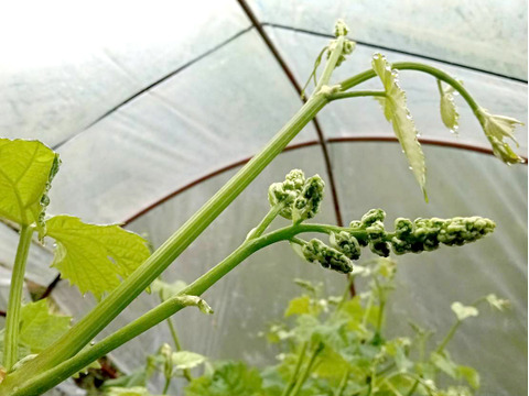 全国 送料無料！種無し皮ごと食べれる糖度16度〜20度以上『シャインマスカット・ニューピオーネ』800g以上2房セット箱入り