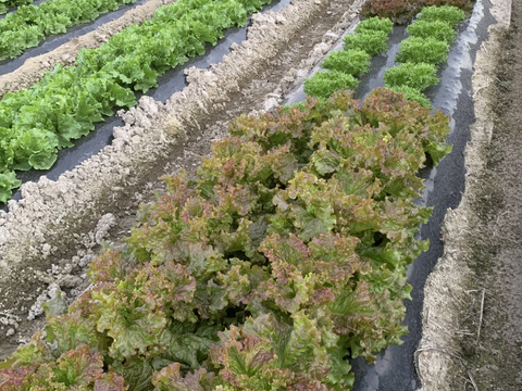 鶴岡 真紀様専用