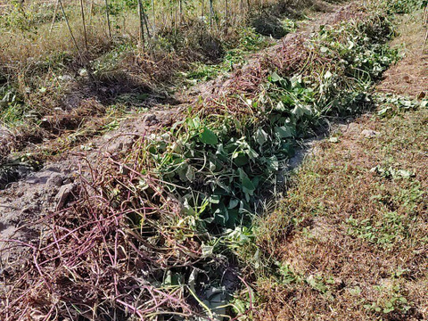 自然栽培さつまいも【安納芋】2キロ固定種 在来種（ 淡路島産2600円）農薬不使用　無肥料栽培