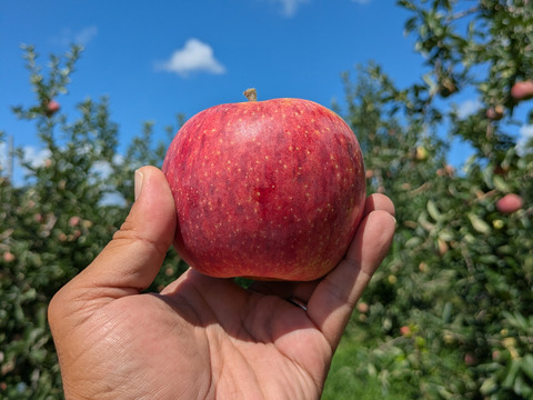 みずみずしい「シナノリップ」（自家用）5㎏