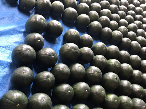 黒小玉スイカ（ひとりじめbonbonリッチ）２玉