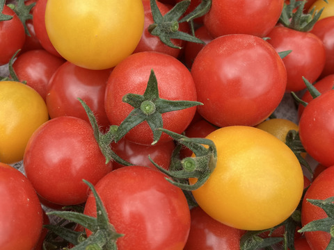 販売開始‼️お子様に大人気❗️薄皮ミニトマト‼️ピンキー＆きら〜ず！口に皮が残らない！（1.2kg入）