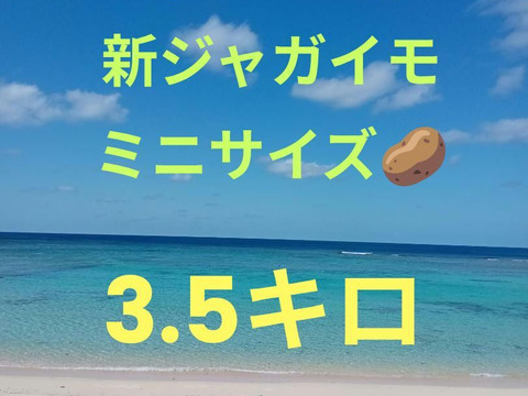 沖永良部島産じゃがいもミニサイズ　3キロ