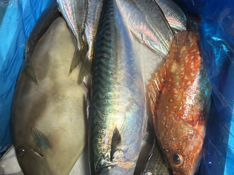 箱いっぱい！深浦の天然鮮魚セット（80サイズ）【母の日ギフト】などにもどうぞ！