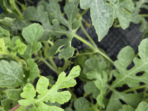 シャリアマ！!小玉スイカ3～4個入り！本州限定