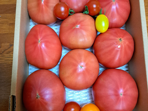 【 100％純トマト🍅】【雪ちゃんトマト】桃太郎トマト（2キロ箱満杯詰め）