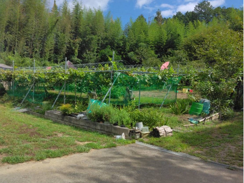 さんだんばたけ企画！
シャインマスカット３房セット　1.5ｋｇ前後　甘くて爽やか💚美味しいと好評‼️収穫してすぐ発送いたします。