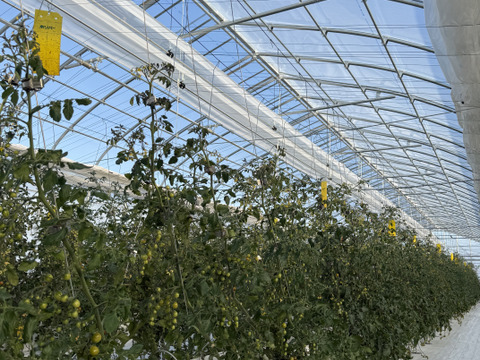 訳ありミニトマト1kg｜キズあり家庭用｜福島県大熊町産｜サンゴ砂礫農法