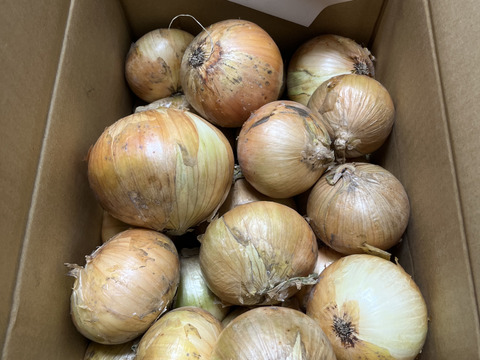 糖度９〜10度！! 甘い！！　淡路島スイートオニオン たまねぎ(5キロ)