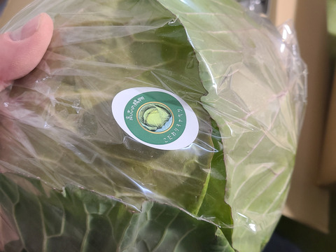 苦みを抑えて甘さを際立たせた「高志の賜物」のこだわりキャベツ！2025年12月収穫