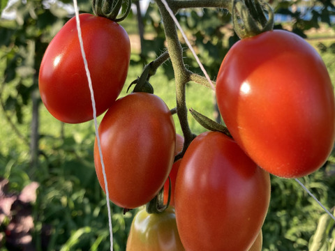 【食べ比べ】 1名限定！ミニトマト・中玉トマト3種セット　1.6kg