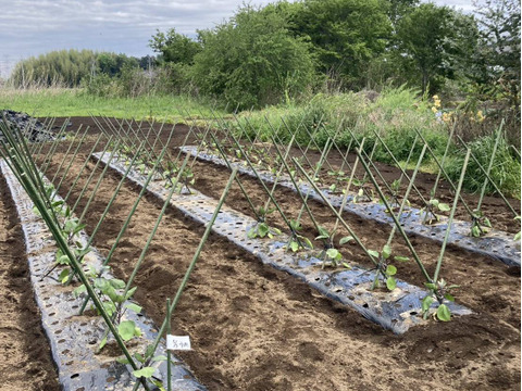 【予約販売】夏野菜おまかせセット｜ナス・キュウリ・トマトなど｜栽培期間中農薬・除草剤不使用