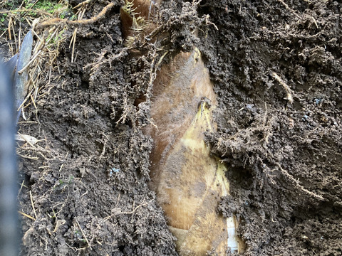 朝どれ産地直送！「鹿児島県産たけのこ」　2キロ　鮮度抜群　えぐみの少ないたけのこ