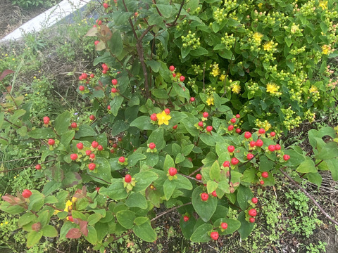 【もりもり花束【生花】かわいいヒペリカムメインのブーケ・・花束・プレゼント可能！】ホワイトレースフラワー・赤とピンクのヒペリカム・ユーカリ