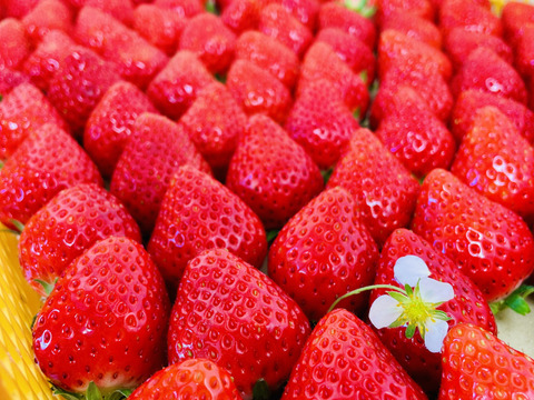 苺農家の作る『苺ジャム』180g×2個