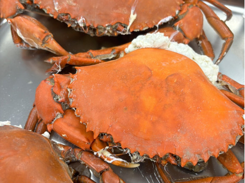 【浜名湖産】茹で堂満蟹(ノコギリガザミ)　中サイズ1杯約400～600ℊ