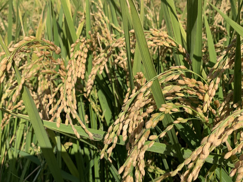 【令和4年度】新米˚✧さっぱりとした口当たり〔キヌヒカリ〕白米 5kg