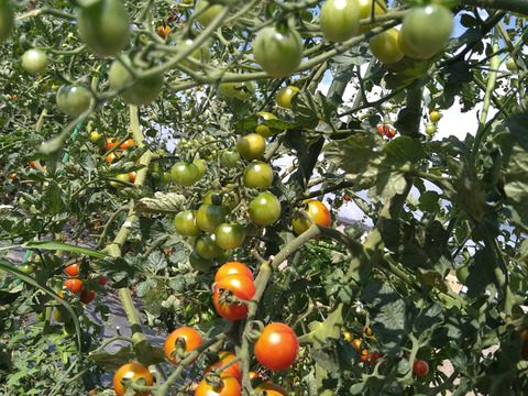 「固定種　ステラ」甘い！ミニトマト 1kg