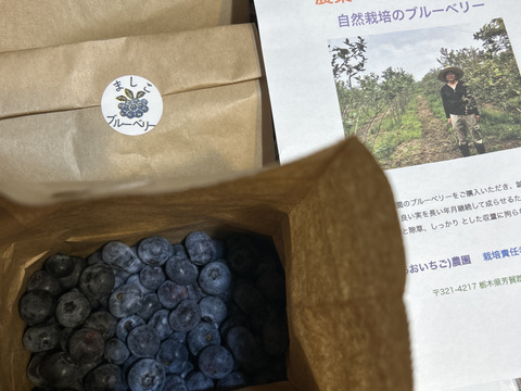 [生食用]ハイブッシュ系ブルーベリー(５００g単位）４kg(8個）まで同送料で注文可能；(6/16~22発送予定）