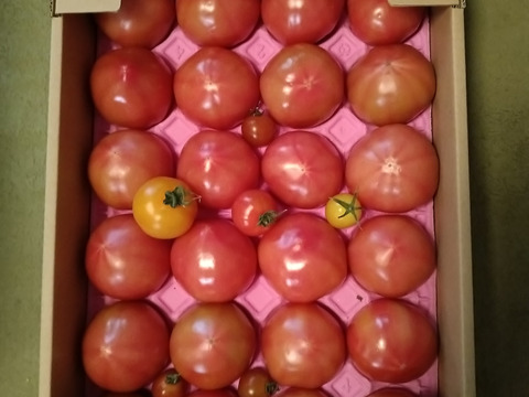 100％純トマト🍅4キロ箱【雪ちゃんトマト】桃太郎トマトL or Mサイズ