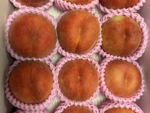 🍑レア品種 さくら白桃 3kg 8～14玉 家庭用 採れたて農家直送【朝どれ