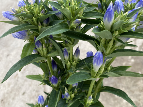 パステル　リンドウ　りんどう　10本　クール便