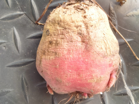 長崎県産ゴルゴビーツ1.5kg