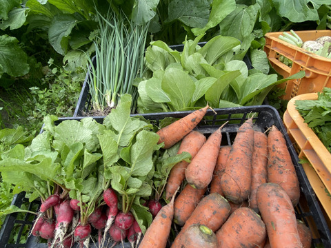 カラダが喜ぶ!!旬のお野菜セット11~15種類【おまかせ100】