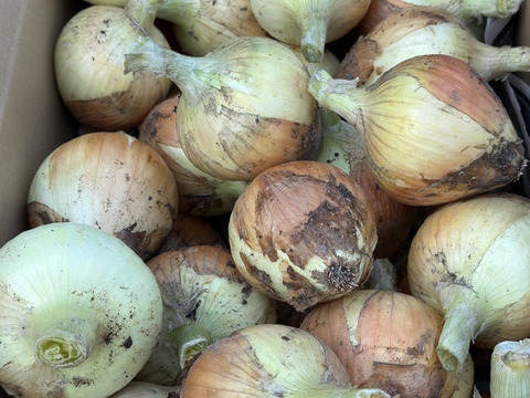 トロッと玉ねぎ【農薬化学肥料不使用】とても甘い10キロ30個前後