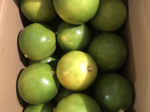 大好評！奄美大島産の島れもん(2.4kg)✿芳醇な香りと爽やかな味✿リピート急増中の農薬不使用栽培の国産レモンです🍋