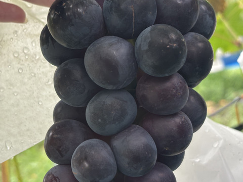 黒系大粒で深い甘み　葡萄　ナガノパープル　　800g以上（２房から3房）