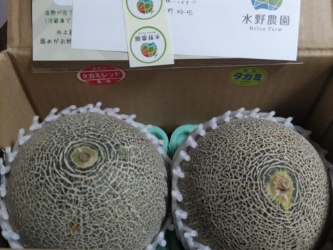 【数量限定】《緑×赤》タカミ詰め合わせset 各1玉1.3kg