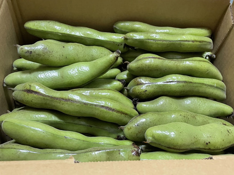 新鮮そら豆お届け便2.5kg