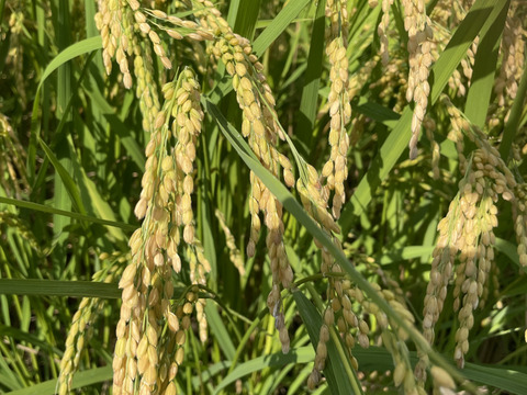 令和7年新米低農薬広島県産あきさかり10kg 精米済