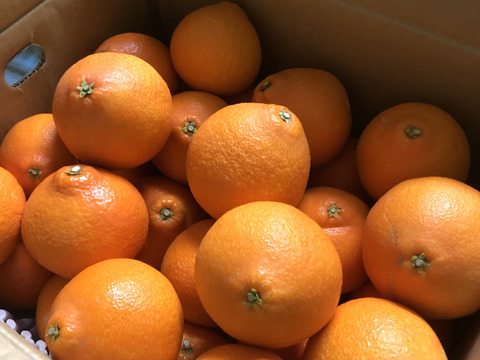 とろける食感！マドンナご家庭用4kg
ハウス栽培品！数量限定