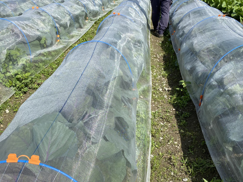 栄養満点！彩り鮮やかな✨ムラサキキャベツ　５キロ箱　（例:400～1,000キロサイズで詰め合わせ）