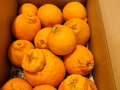 【家庭用】どすこい!!横綱みかん4kg※少々キズあり大小まざり【夜市限定】