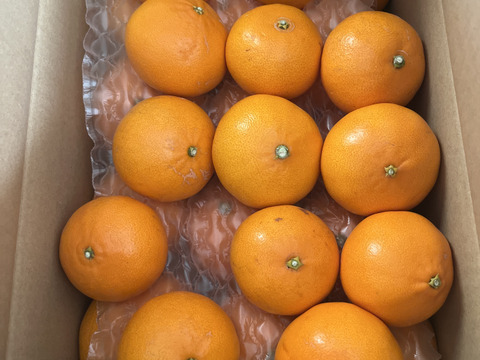 【ふわり、とろり】完熟ハウス せとか《ご家庭用 5kg》｜愛媛・西宇和産