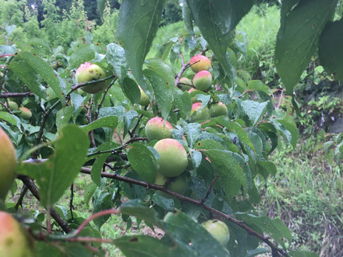 自然栽培で育んだ、青中梅　3㎏　の極上の味！サイズ混合　梅干し　梅ジュース　梅醤油