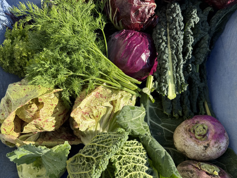 お料理の幅が広がる！季節の西洋野菜Italian selection 80サイズ