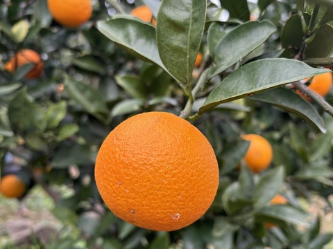 鹿児島県産　早摘みオレンジ！２ｋｇ