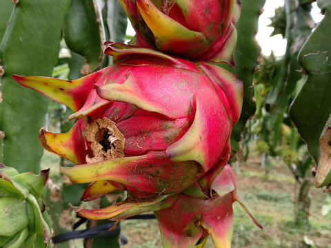 2024初物　沖縄の完熟ドラゴンフルーツ(赤 2.5kg)　(家庭用）