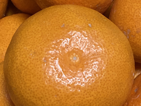 樹になったまま、色づいた　宮川早生みかん（無選別無階級 1.2級品こみこみ）　９K入り