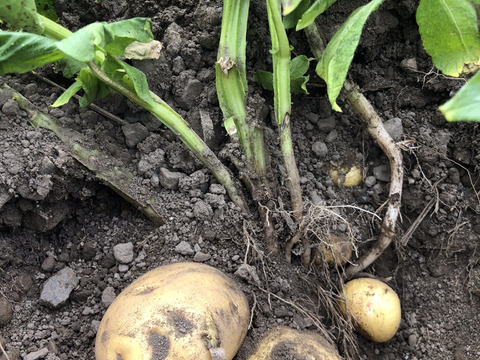 安心安全な『じゃがいも4品種詰合せ』3.2kg