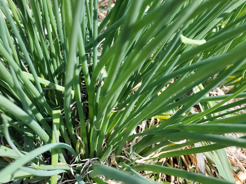 食べて美味しい野草５種のセット　野菜セット