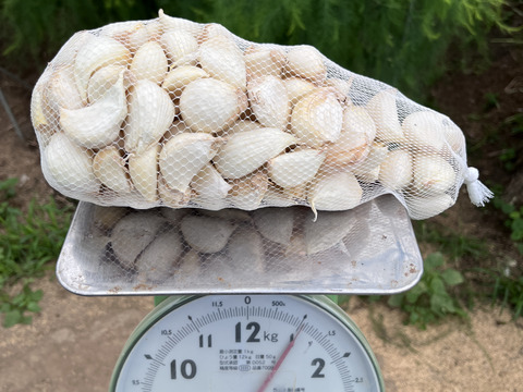 2025年産 ホワイトにんにく バラ売り 500g：熊本県産の嘉定｜食べ