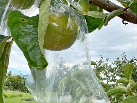 【なめらか食感✨】びわっ湖　黒宝あま柿《樹上完熟》８個入り