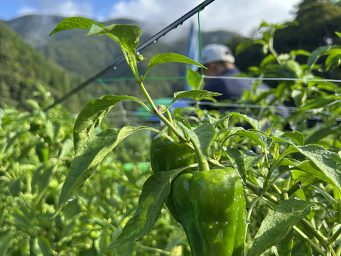 【予約】【関西一のピーマン産地、「たじま」からお届け】　朝採れ発送！　兵庫県香美町産「たじまのピーマン１０ｋｇ」