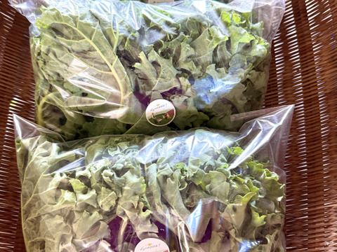 【訳あり品】サラダケール パープルまたはグリーン 約1kg
